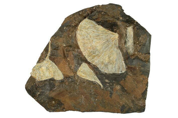 Three Paleocene Fossil Ginkgo Leaves - North Dakota #269486